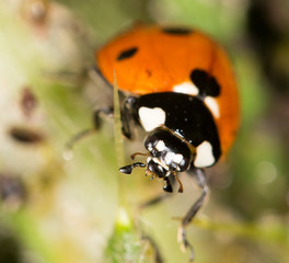 ladybird on nature. close