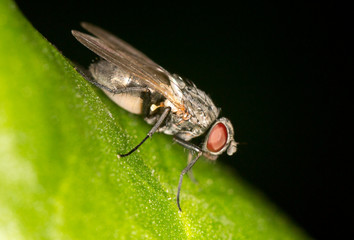 fly in nature. close