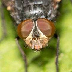 fly in nature. close
