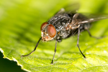 fly in nature. close