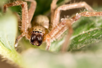 portrait of a spider. close