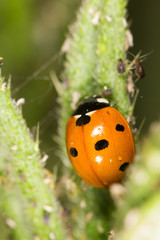 ladybird on nature. close