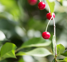 Cherry on the tree in nature