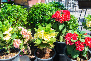 Crown of Thorns flower