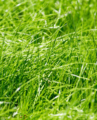 grass in nature as a background