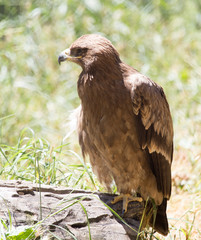 eagle in a park on the nature