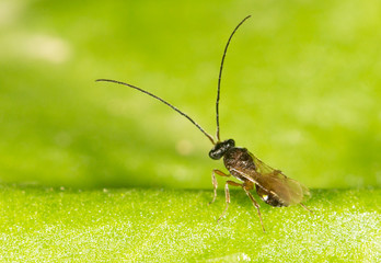 fly on a green leaf in nature. close-up