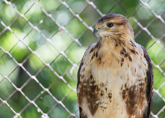 Hawk in zoo