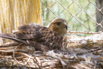Hawk in zoo