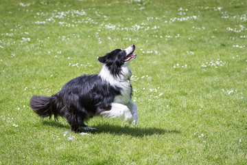 Border Collie Running and Playing - obrazy, fototapety, plakaty