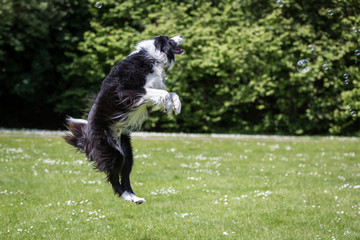 Border Collie Running and Playing