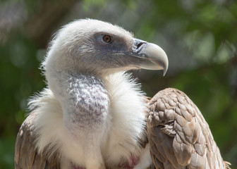 Portrait of a vulture in a zoo
