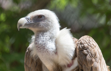 Portrait of a vulture in a zoo