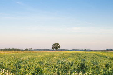 Obraz premium summer landscape with meadow
