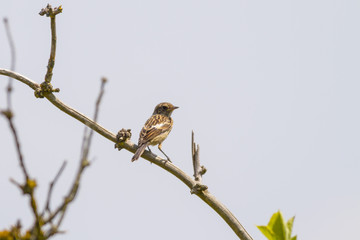 Schwarzkehlchen (Saxicola rubicola)