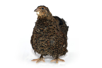 quail on a white background