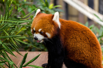 Fototapeta premium Red panda in zoo