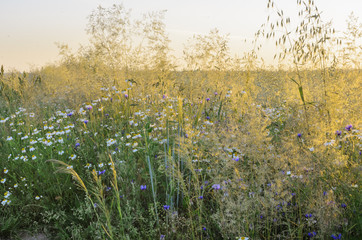 summer meadow