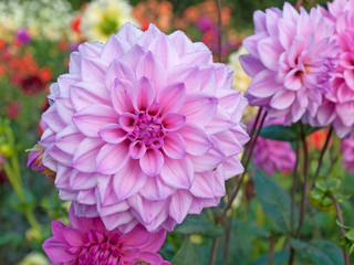 Dahlien