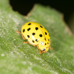 Yellow ladybug on nature. close