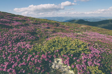 Flowers in the mountains. Color toning. Low contrast. Instagam e