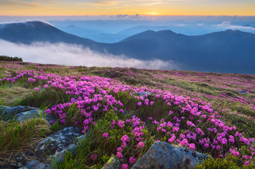 Fototapeta premium Mountain landscape in the morning. Flowers rhododendron