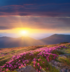 Naklejka na ściany i meble Dawn in the mountains of flowers of Rhododendron