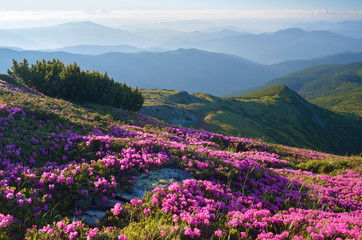 Flowers in the mountains in summer