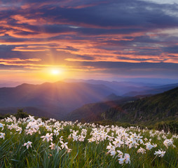 Flowers of daffodils in the mountains