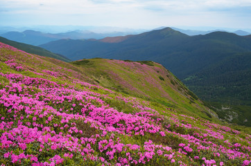 Obraz premium Mountain landscape with rhododendron flowers