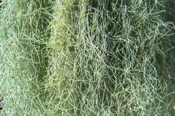 Tillandsia