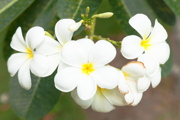 White flowers on trees