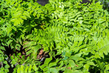 Top view of Selaginella tamariscina