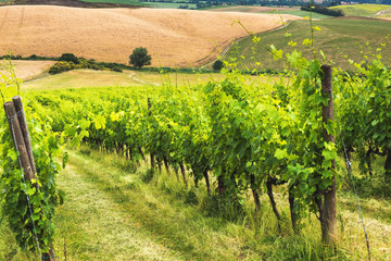 Fototapeta na wymiar Green vineyards in spring