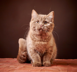 Obraz premium portrait of british kitten