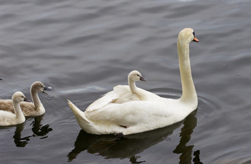 The swan-chicks wants to have a ride too