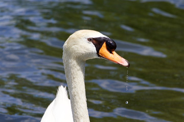 Obraz premium Beautiful portrait of the male mute swan drinking the water