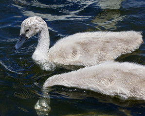 Two young swans are swimming together