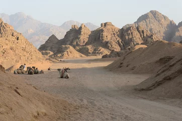 Raamstickers Desert in Africa. ATV safaris. Excursions in Egypt © alenamozhjer