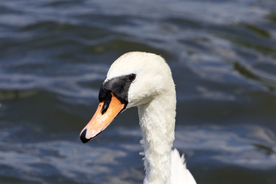 The portrait of the female mute swan with the water on the background