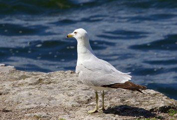 The serious gull is staying on the rock shore of the lake