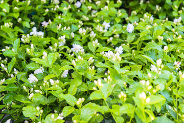 Jasmine flowers