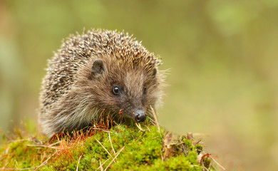 Young hedgehog in natural habitat - obrazy, fototapety, plakaty