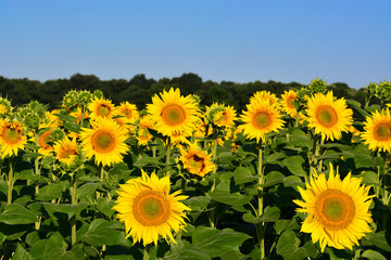 Obraz premium Sunflowers on field in a summer day