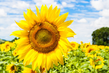 Obraz premium sunflower with bee