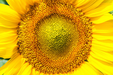 Sunflower close-up