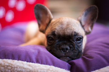 small sleeping French bulldog