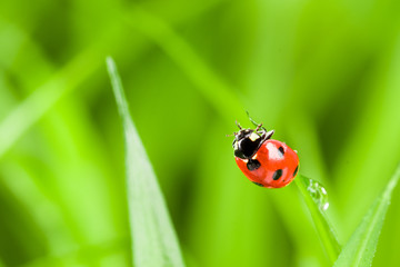 Ladybug running along on blade of  green grass