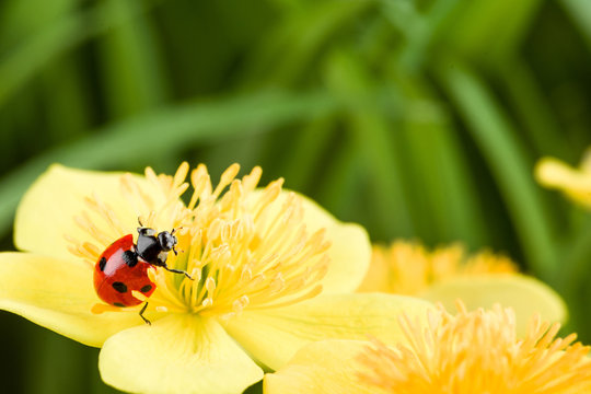Ladybug on a yellow flower
