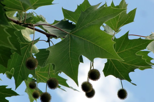 Frucht der Plantane
